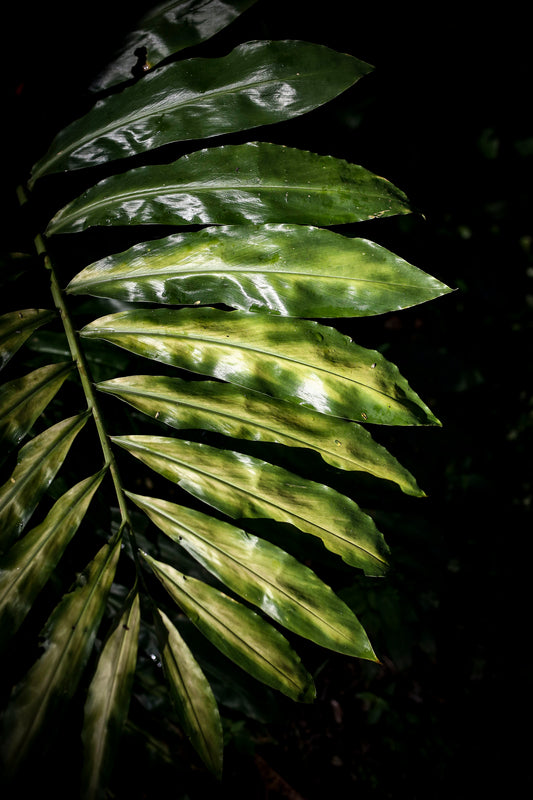 Porcelain green